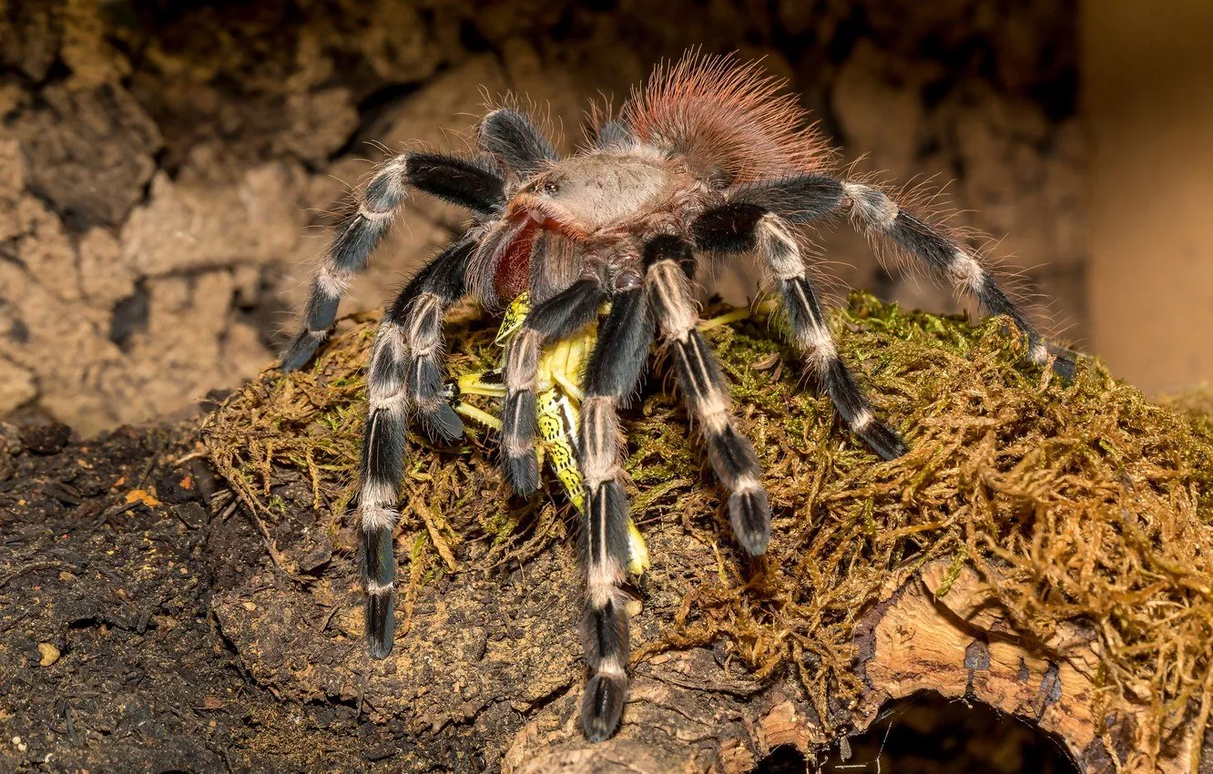 23065 tarantula images videos
