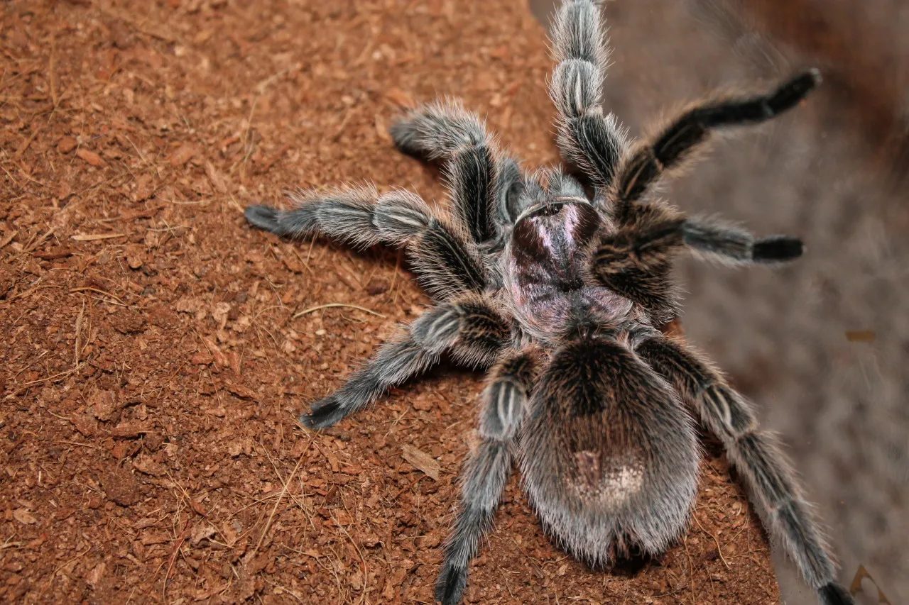 /img/23065-tarantula-website-mobile.webp