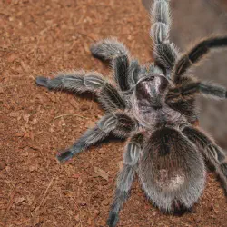 /img/23065-tarantula-website-mobile.webp