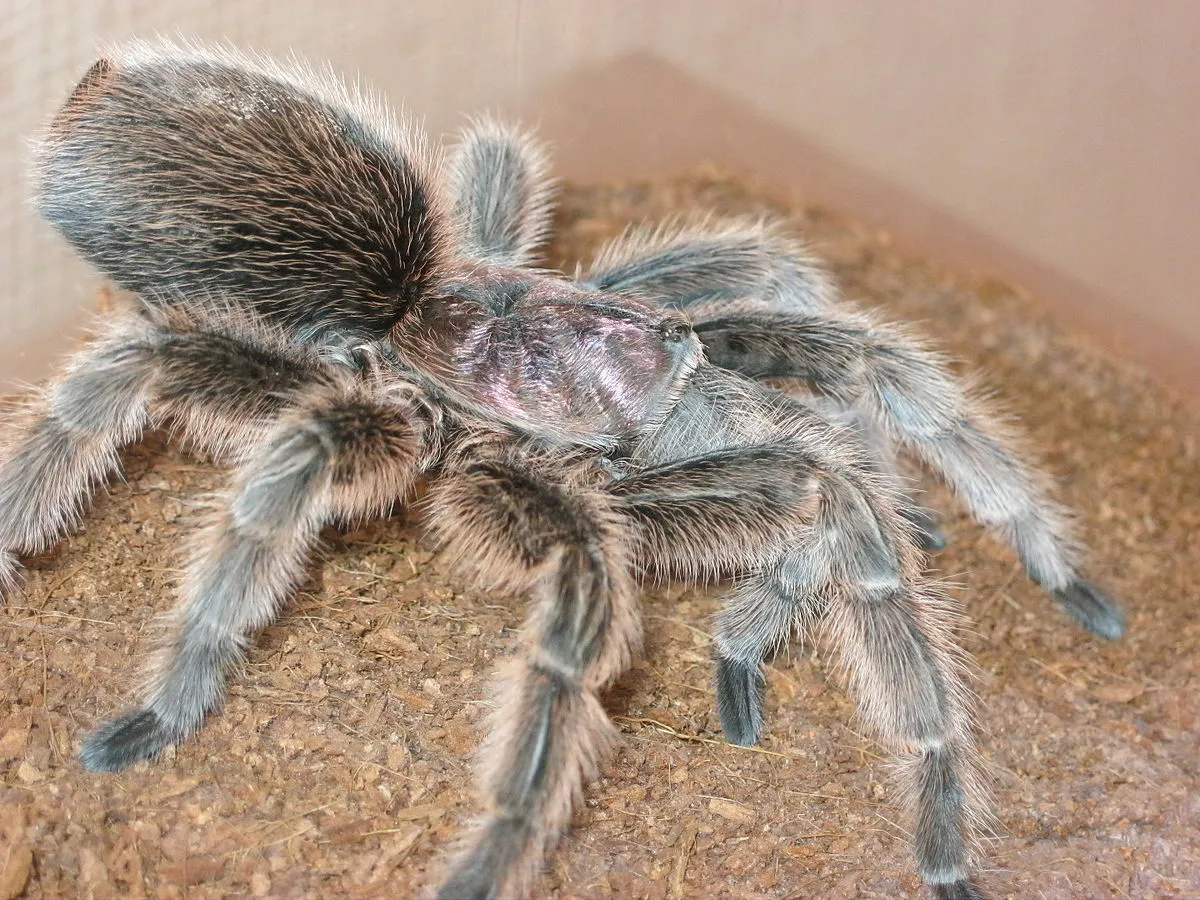 /img/23071-rose-hair-tarantula-molting.webp