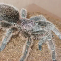 /img/23071-rose-hair-tarantula-molting.webp