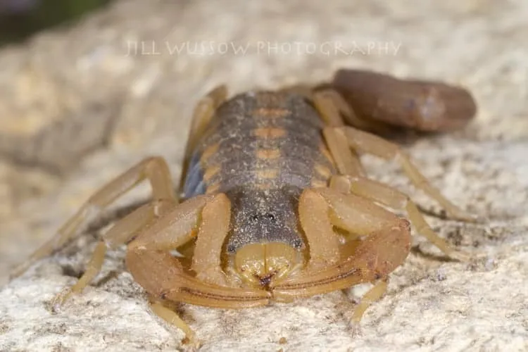 23073 tarantula habitat