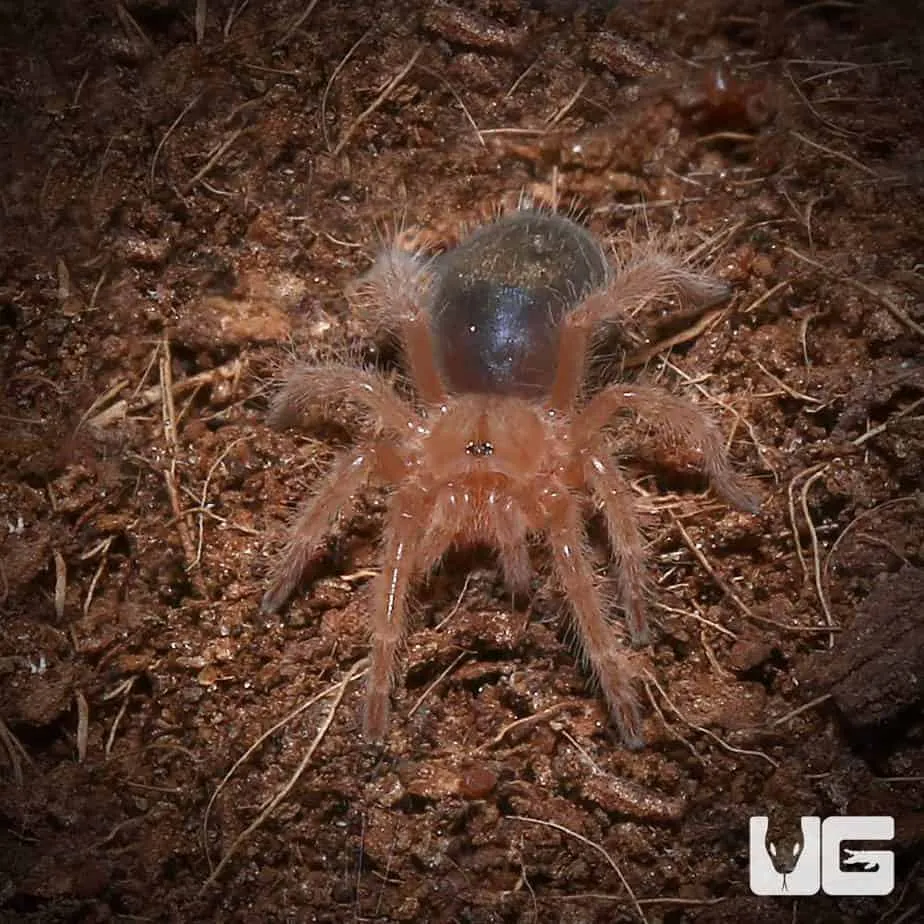 23075 mating tarantulas