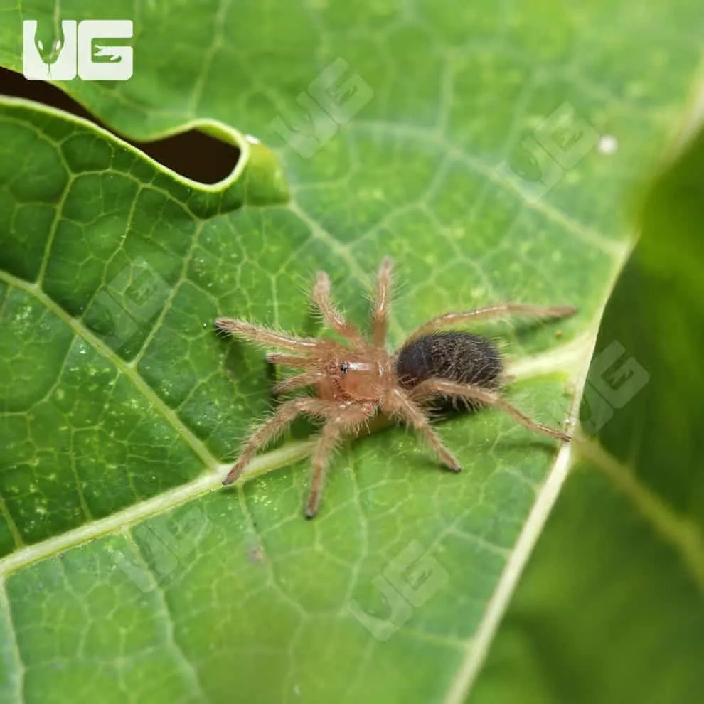 /img/23075-mature-tarantula.webp