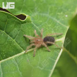 /img/23075-mature-tarantula.webp