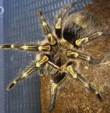 23075 sexing tarantula