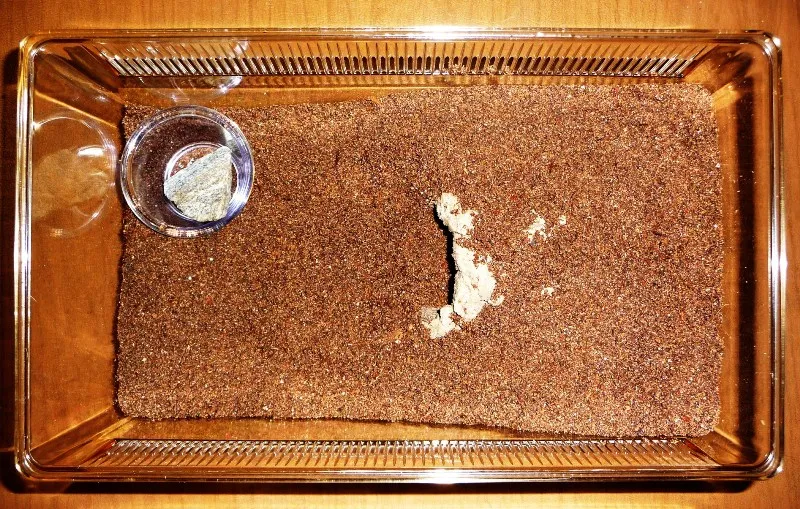 23076 parahybana tarantula handling