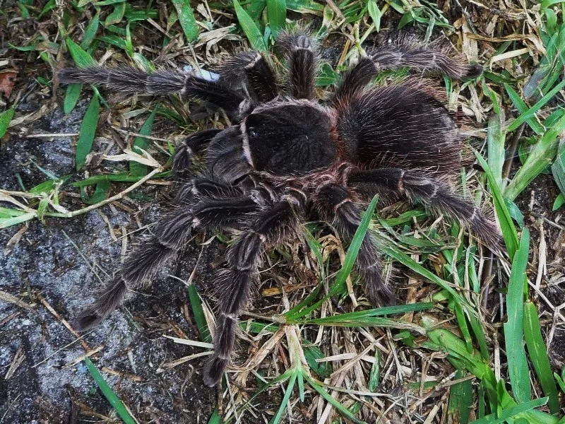23076 parahybana tarantula molting
