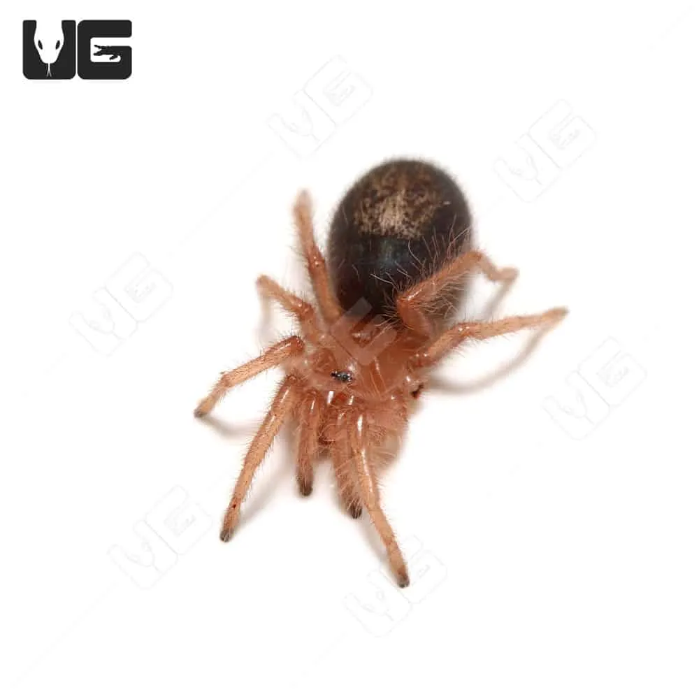 /img/23077-chaco-tarantula-buying.webp