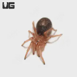 /img/23077-chaco-tarantula-buying.webp