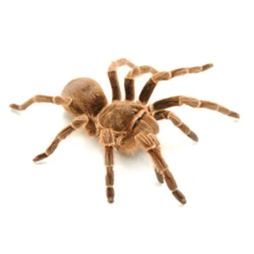 23077 chaco tarantula feeding