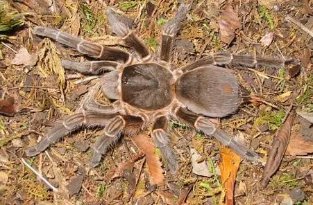 23077 chaco tarantula handling