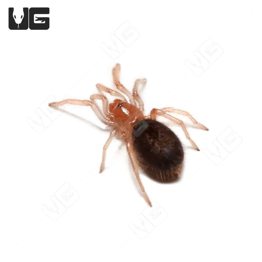 23077 chaco tarantula health