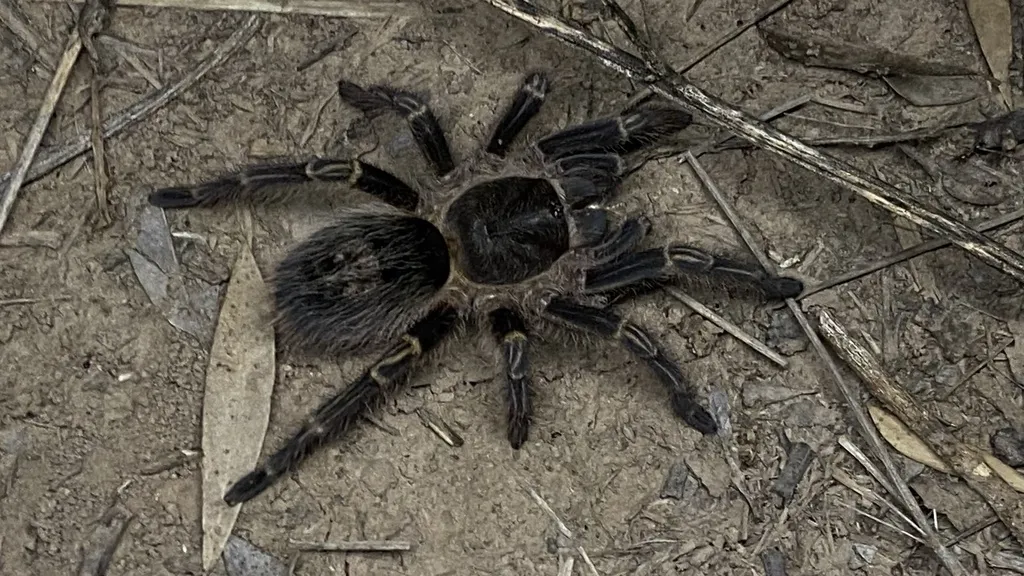 23077 chaco tarantula size