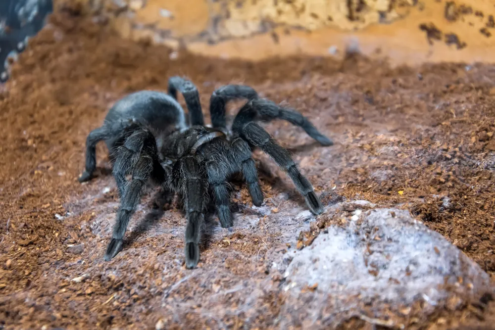 23086 black tarantula size