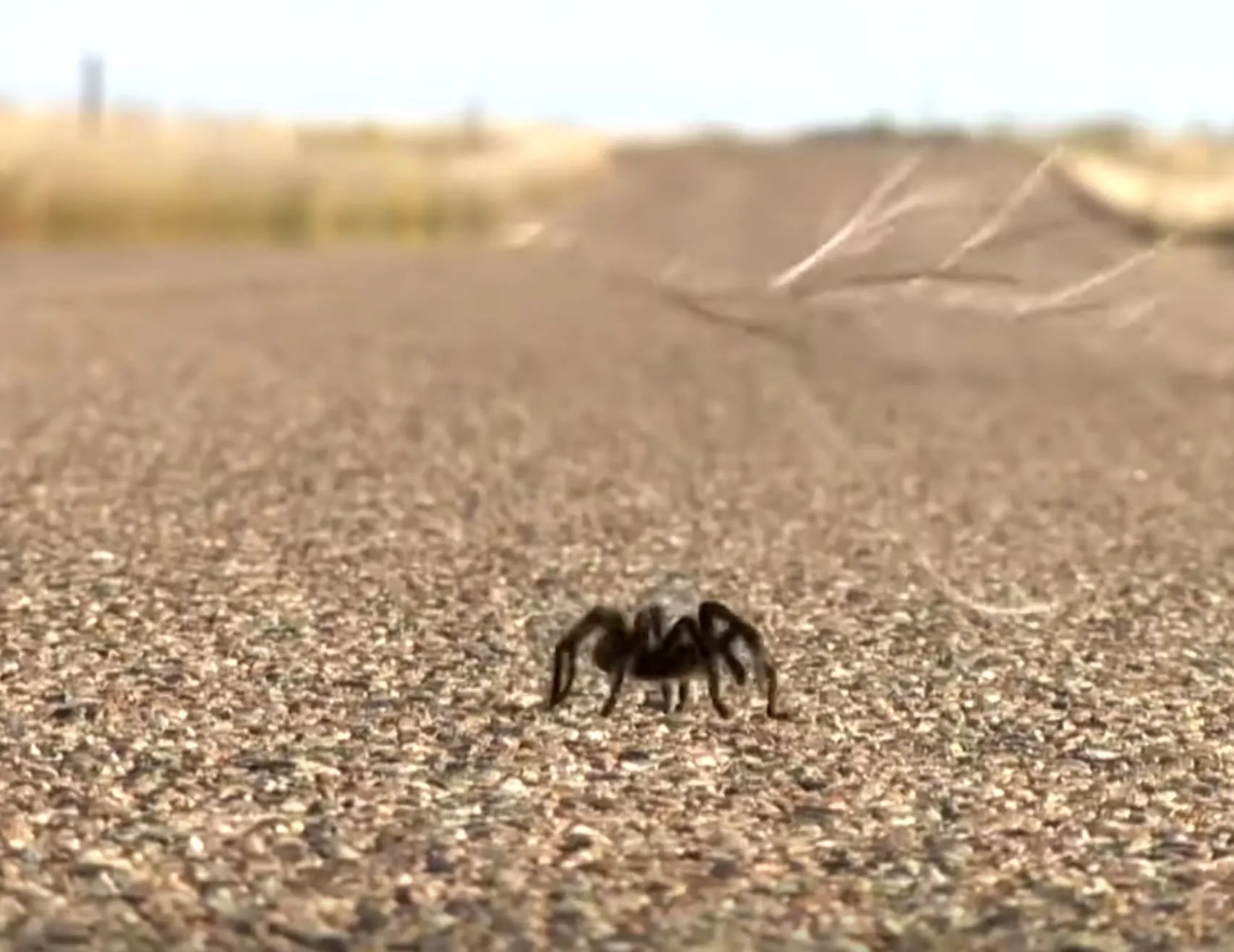 23087 colorado tarantula migration image5