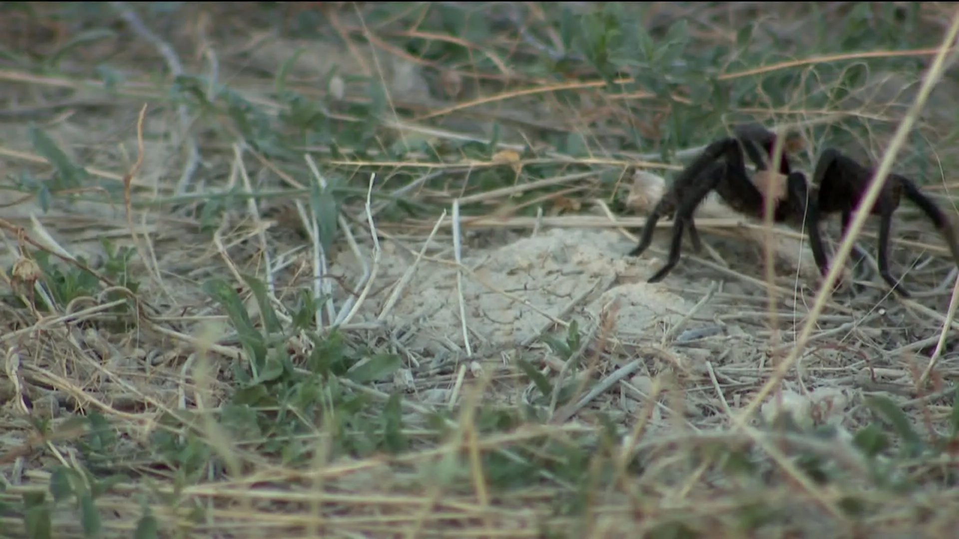 /img/23087-colorado-tarantula-migration-image7.webp