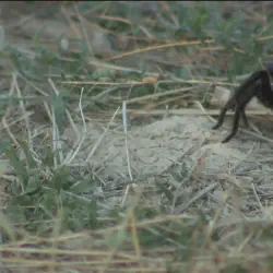 /img/23087-colorado-tarantula-migration-image7.webp