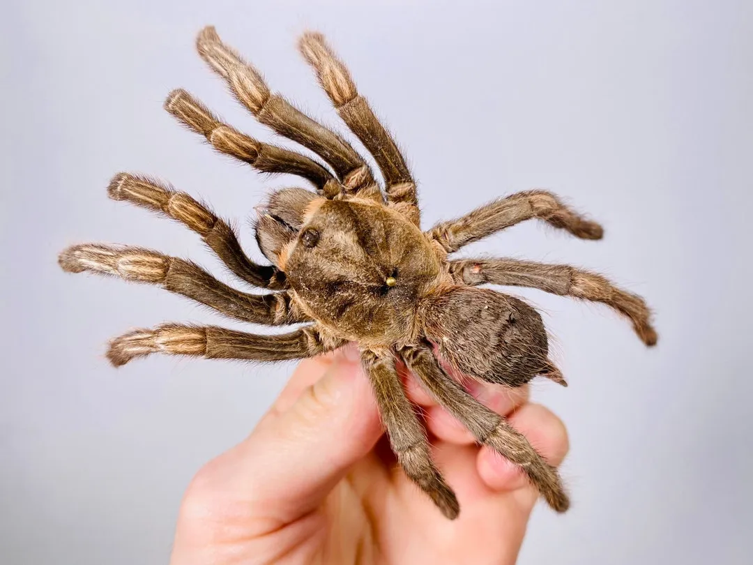 23088 healthy tarantula