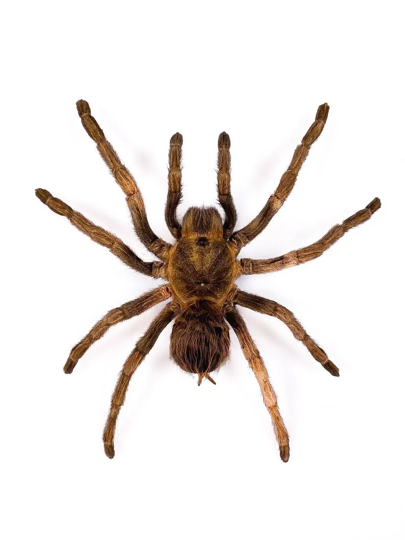 23088 tarantula enclosure