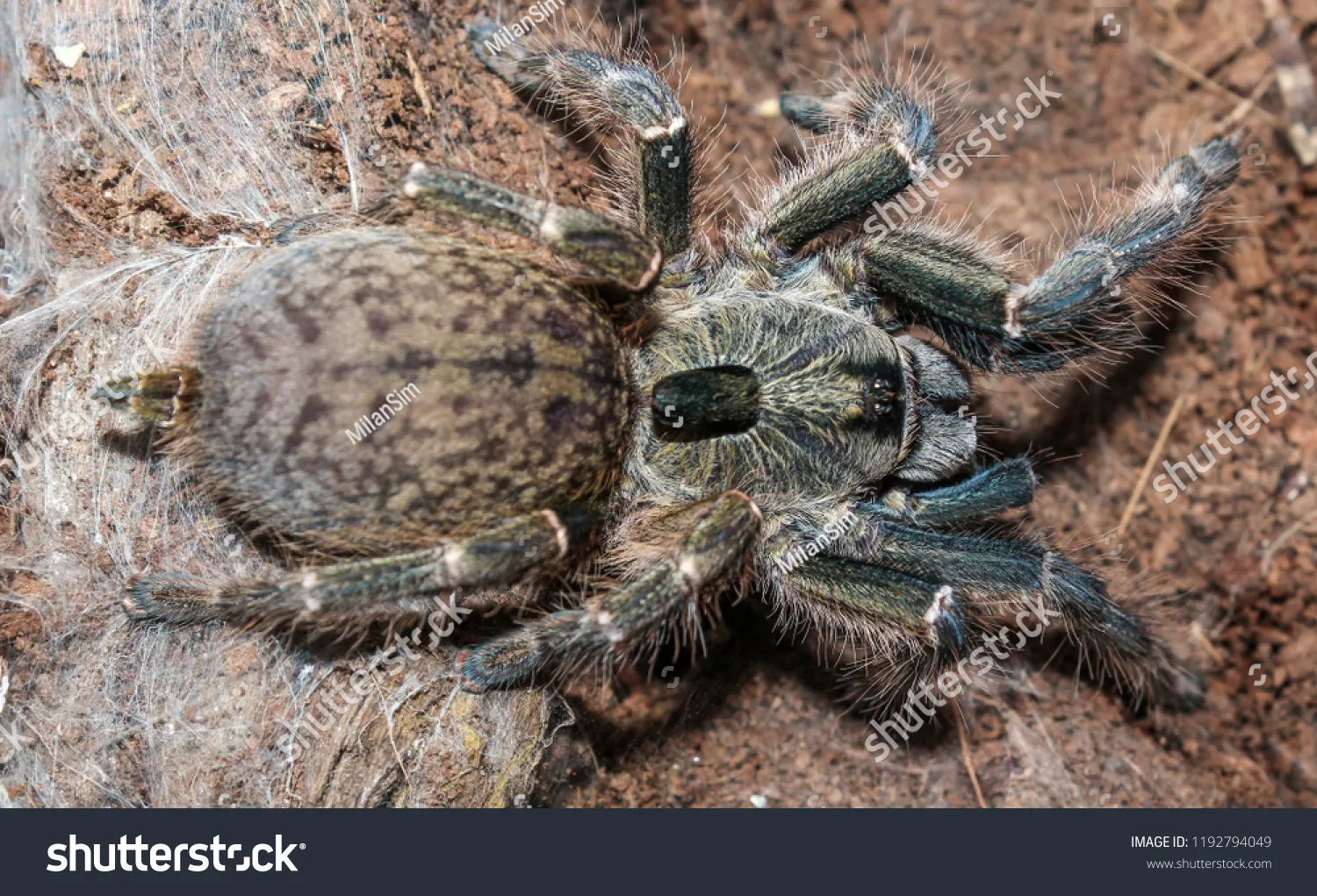23088 tarantula feeding