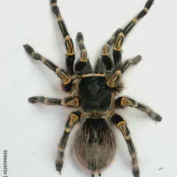 /img/23088-tarantula-molting.webp