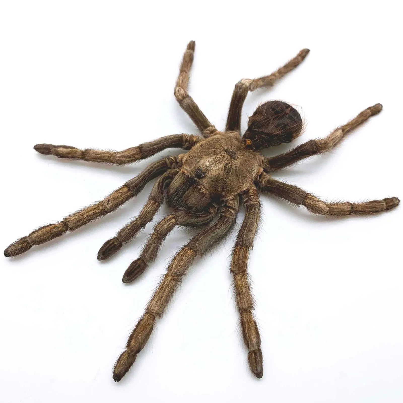23088 tarantula species