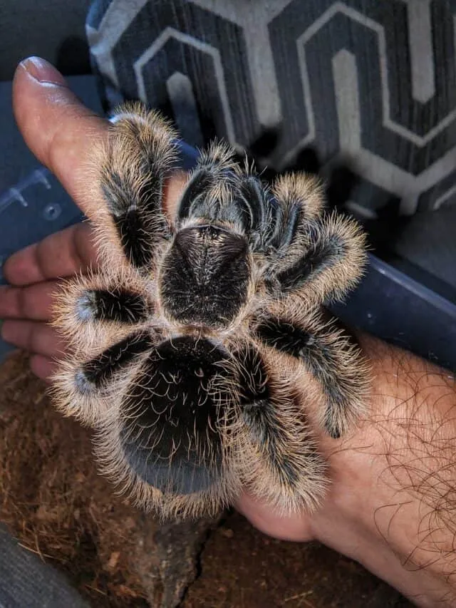 /img/23093-tarantula-close-up.webp