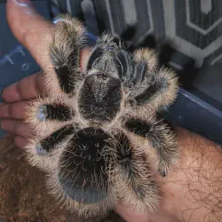 /img/23093-tarantula-close-up.webp