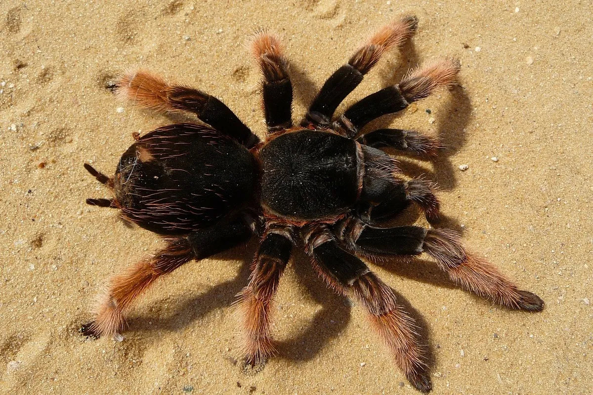 23093 tarantula primary eyes