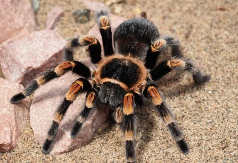 23093 tarantula secondary eyes