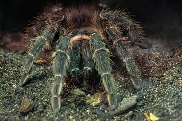 23097 salmon pink tarantula close up
