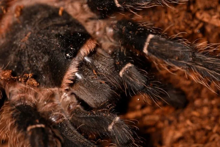 23097 salmon pink tarantula overview