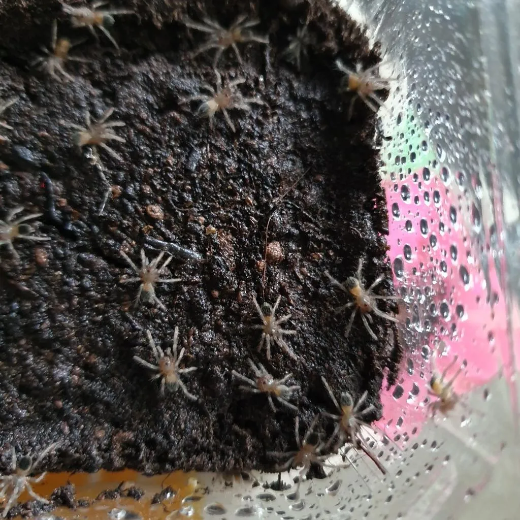 23097 tarantula feeding