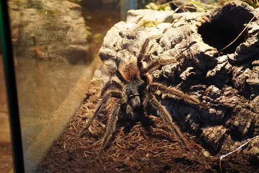 23097 tarantula habitat