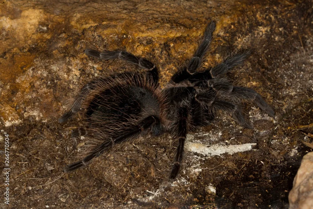 23097 tarantula molting
