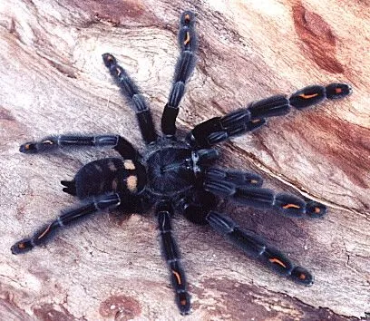 /img/23098-tarantula-buying-guide-india.webp