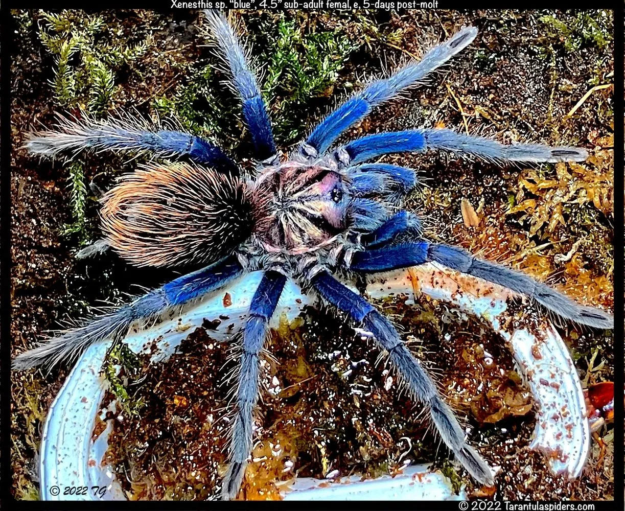 23098 tarantula spider india overview