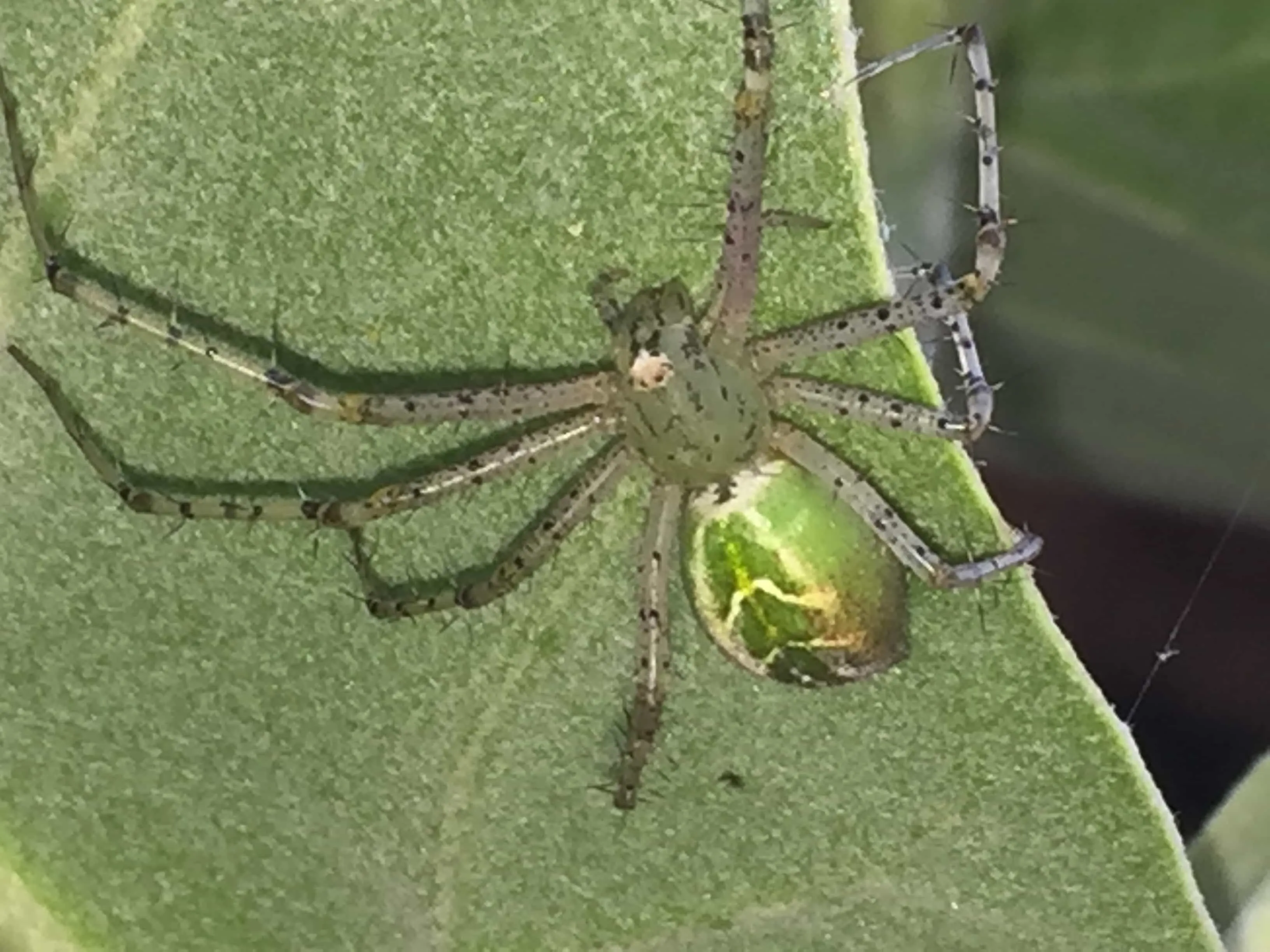 23098 tarantula vendor location india