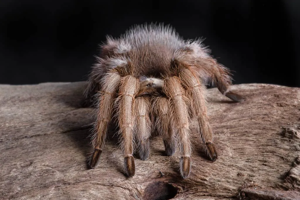 /img/23100-tarantula-molting.webp