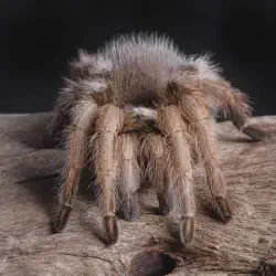 /img/23100-tarantula-molting.webp