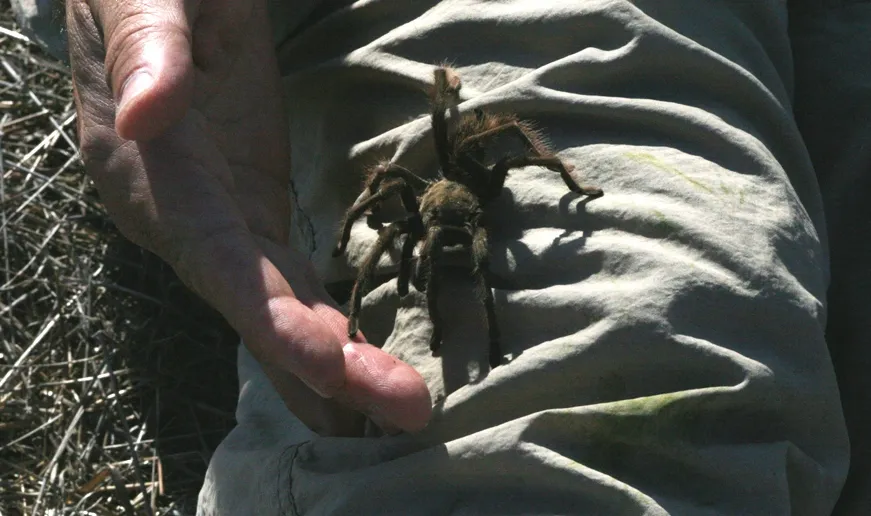 23102 tarantula hunting