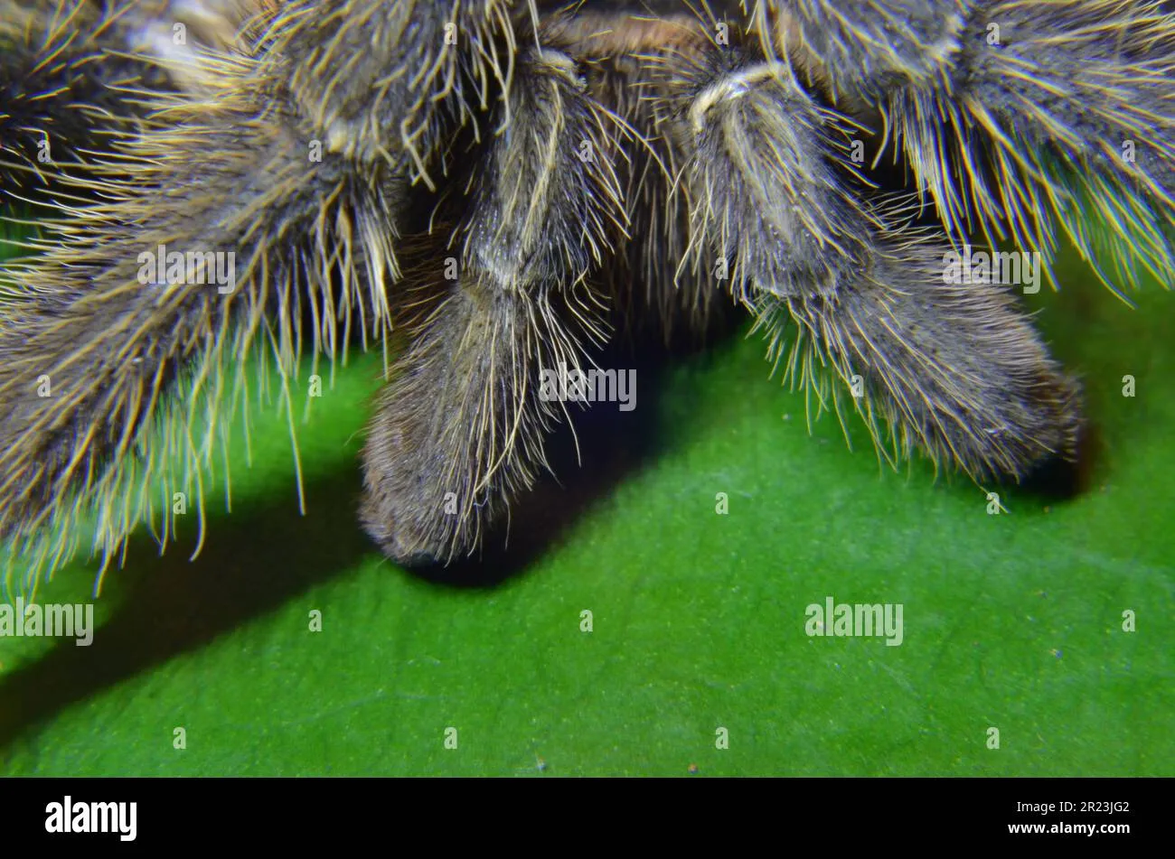 /img/23102-tarantula-lifespan.webp