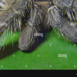 /img/23102-tarantula-lifespan.webp