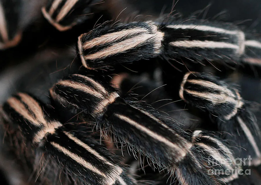 23102 tarantula molting