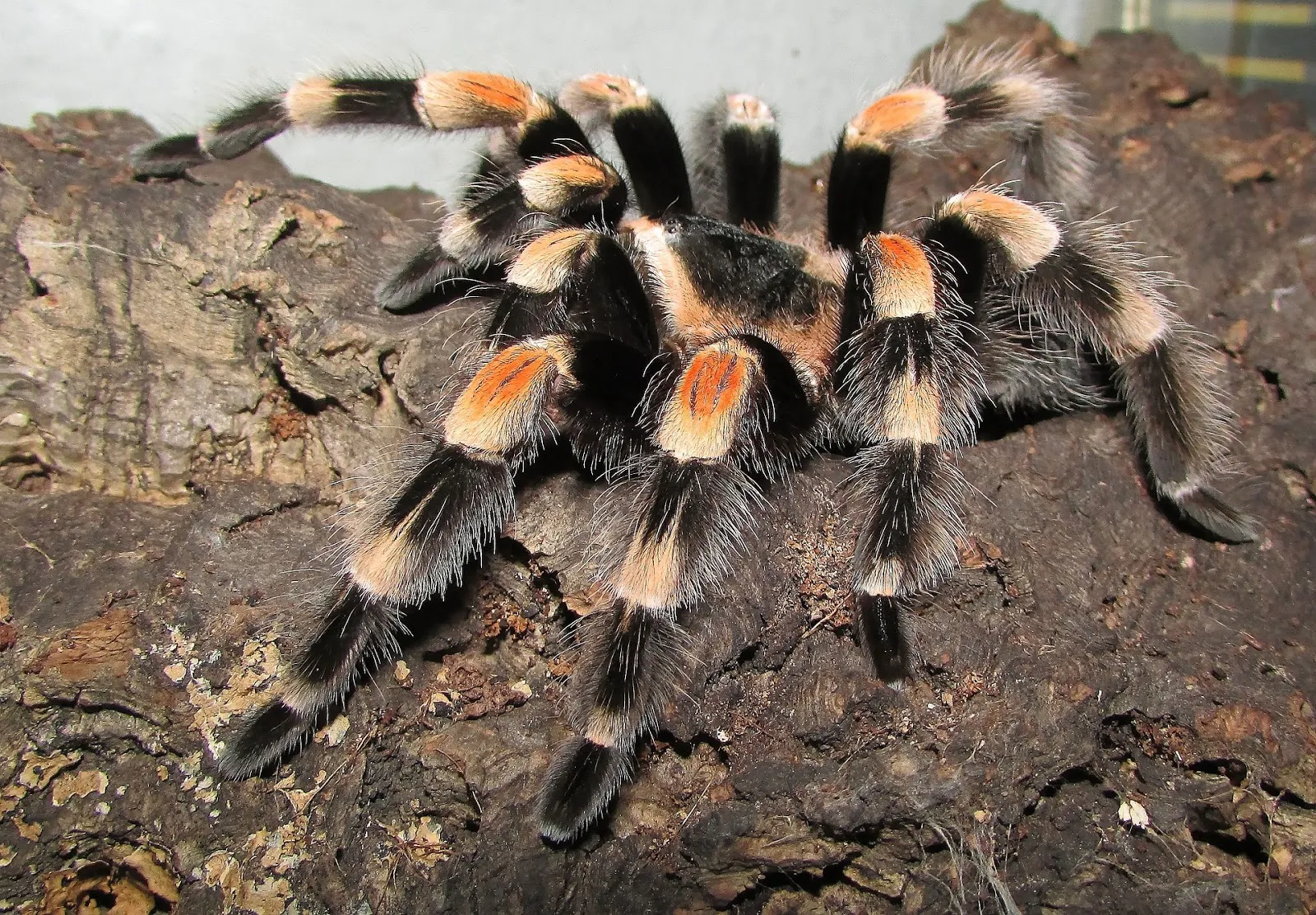 23104 tarantula lingkungan