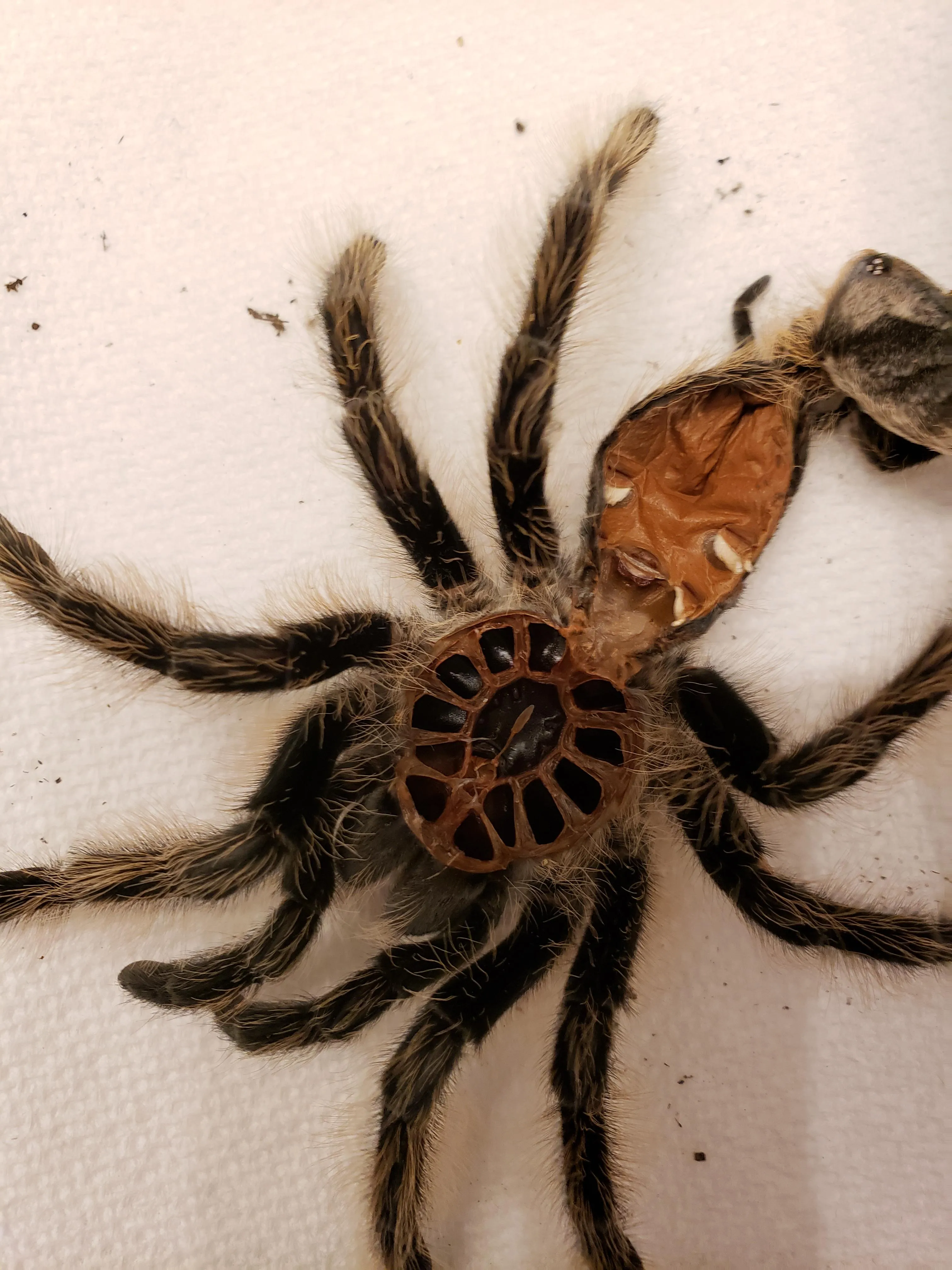 23104 tarantula perbandingan