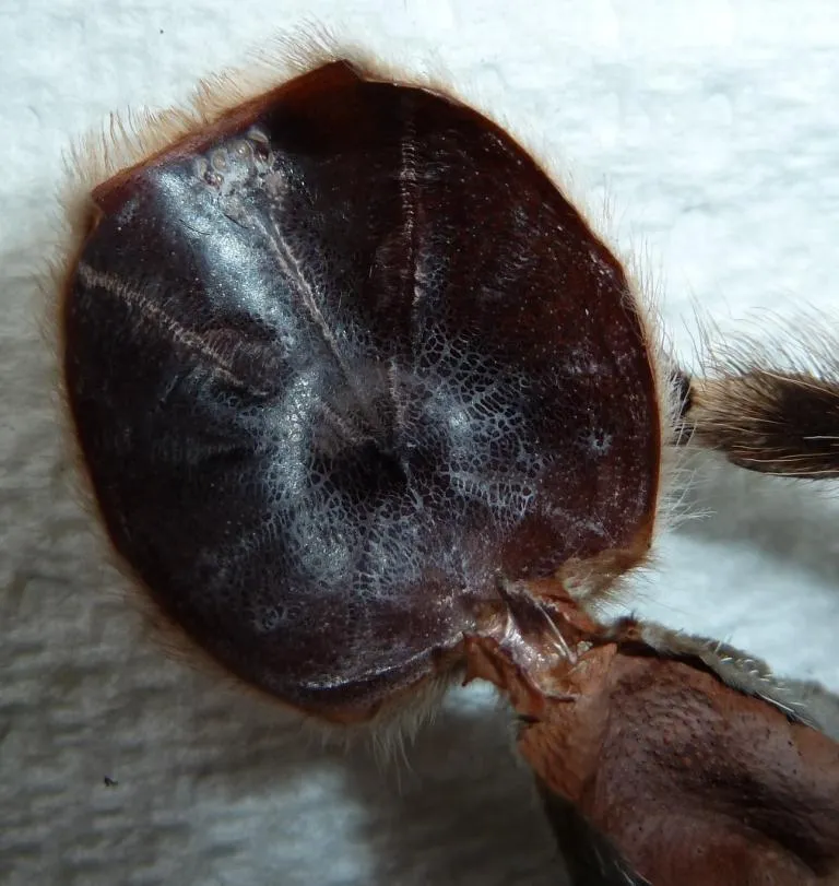 23104 ukuran tarantula