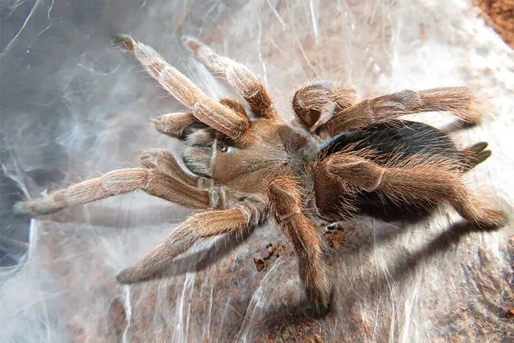 23105 australian tarantula habitat