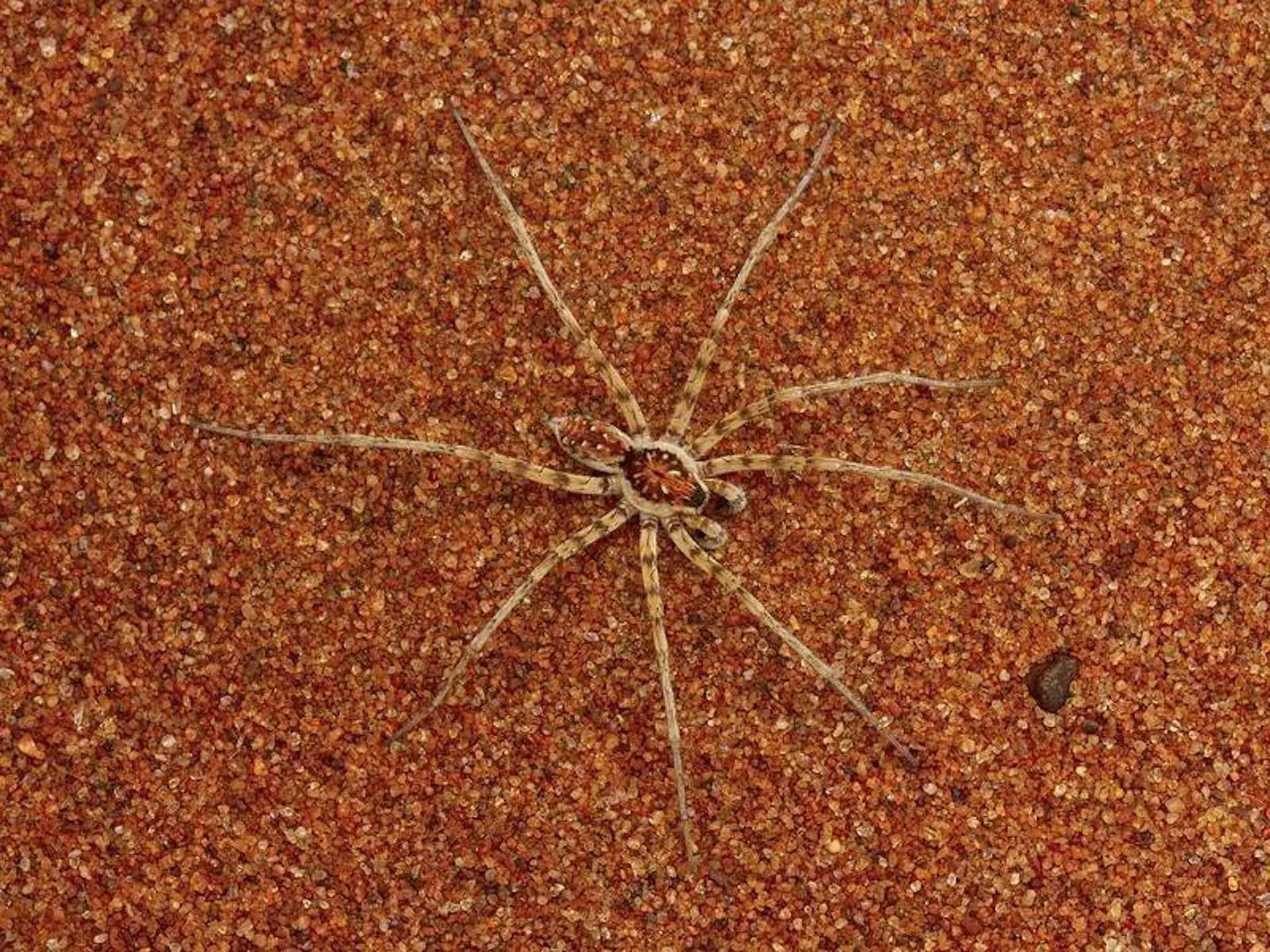 23105 tarantula feeding